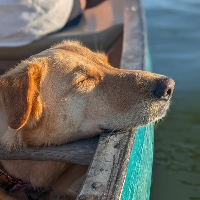 Lena the dog in her happy place on the water in Maine